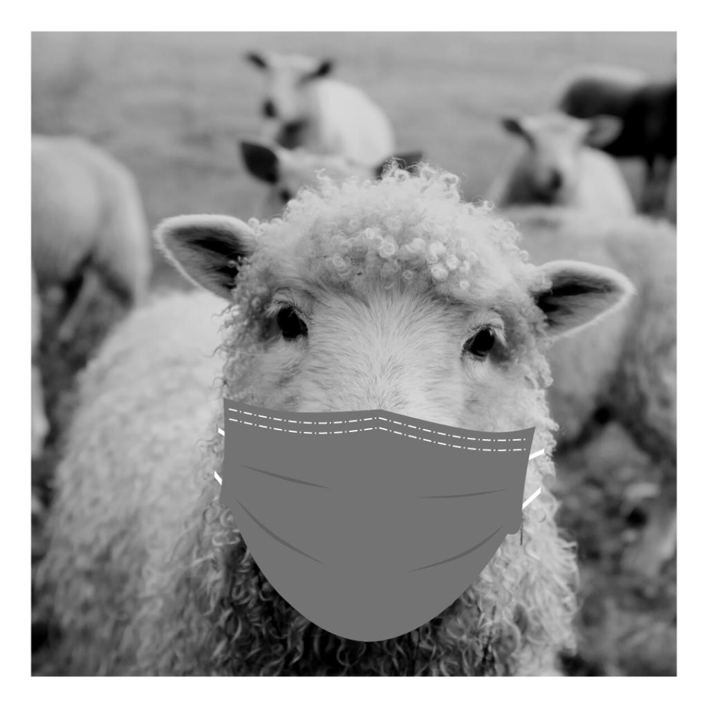 Sheep wearing mask.